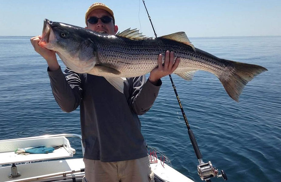 big cape cod striped bass