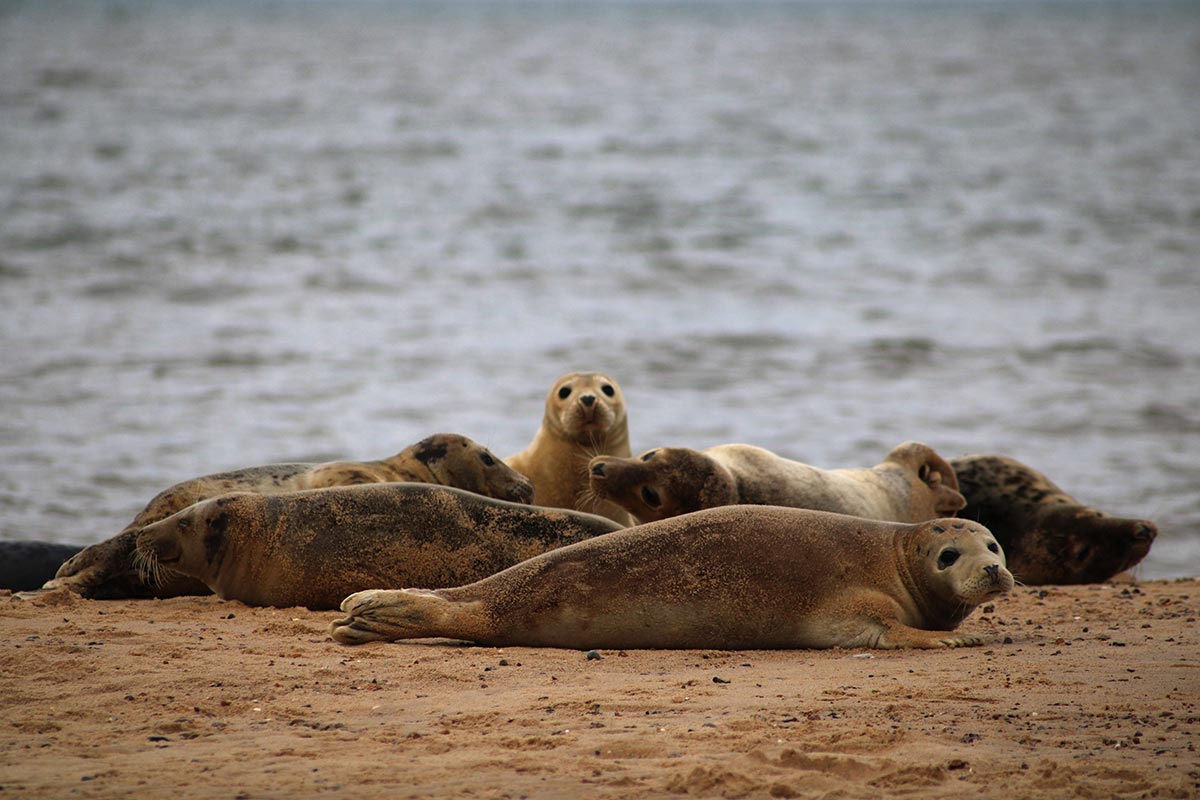wellfleet harbor seal tour by boat